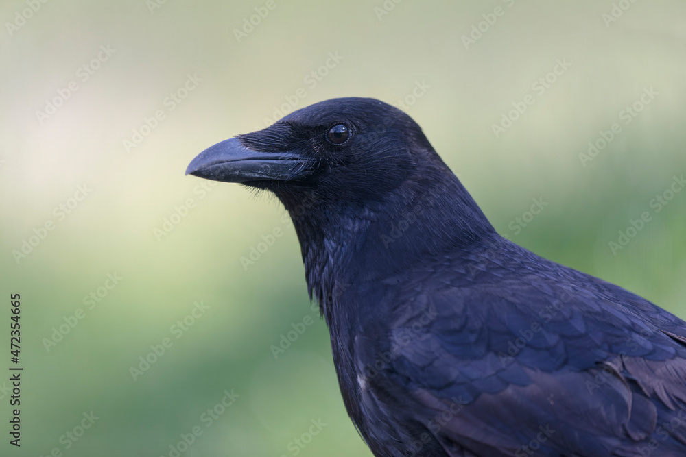 Corvus corone Carrion crow in close view Corvus corone Carrion crow in close view