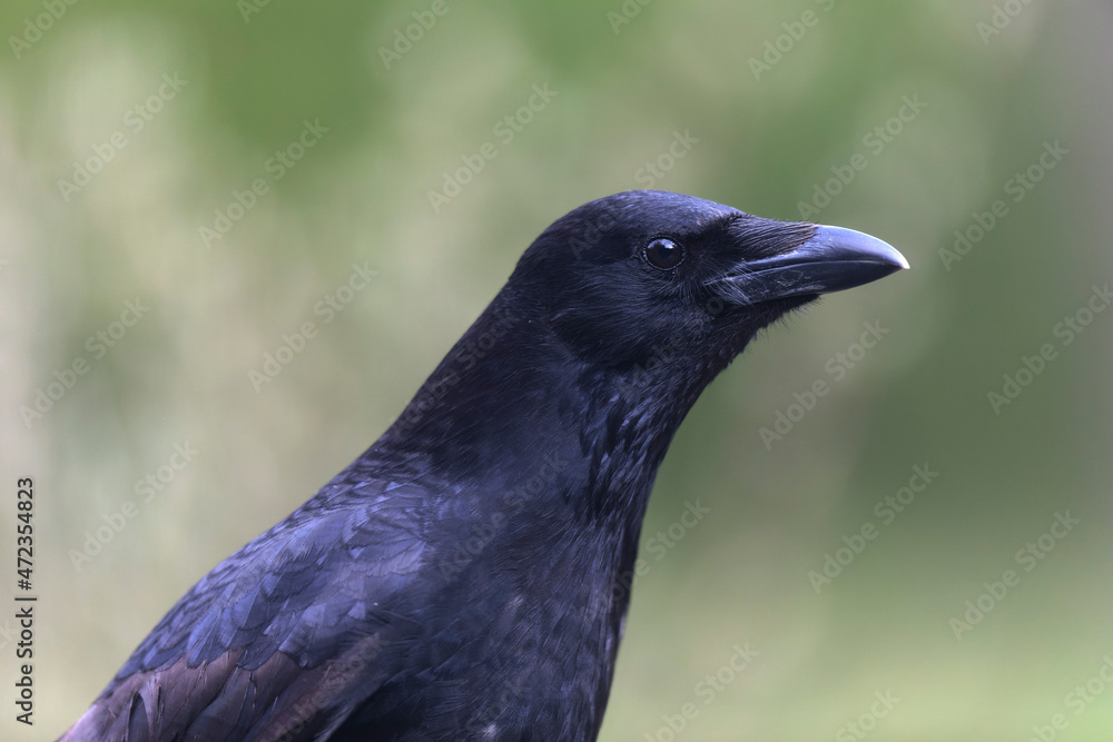 Corvus corone Carrion crow in close view Corvus corone Carrion crow in close view