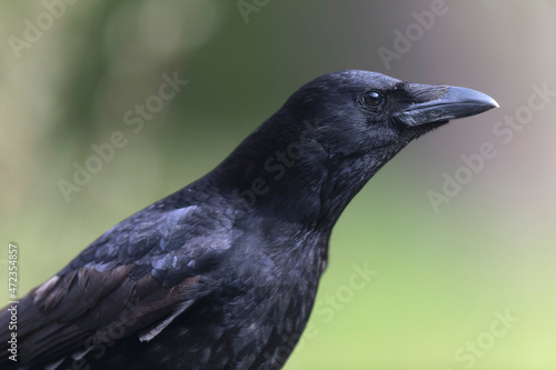 Corvus corone Carrion crow in close view © denis