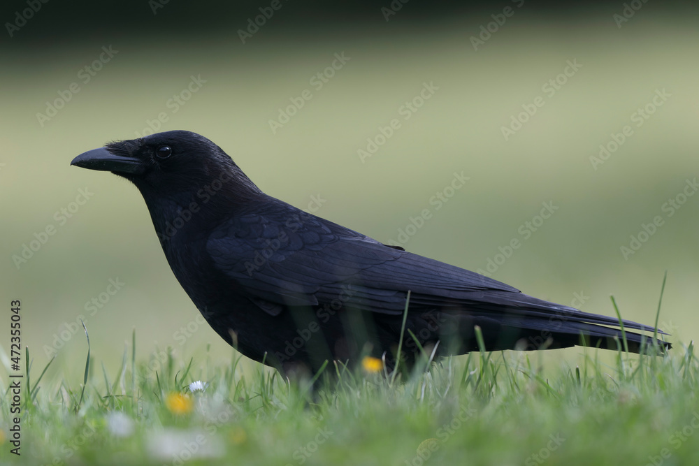 Fototapeta premium Corvus corone Carrion crow in close view