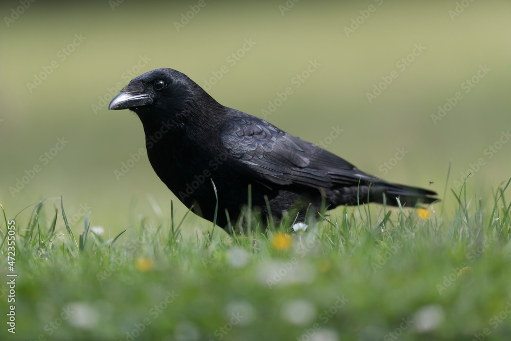 Corvus corone Carrion crow in close view