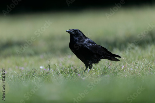 Corvus corone Carrion crow in close view