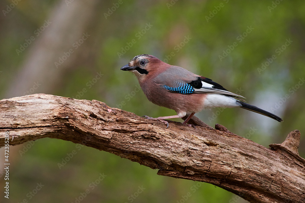 Eurasian jay ,,Garrulus glandarius,, in wild danubian forest, Slovakia, Europe Eurasian jay ,,Garrulus glandarius,, in wild danubian forest, Slovakia, Europe