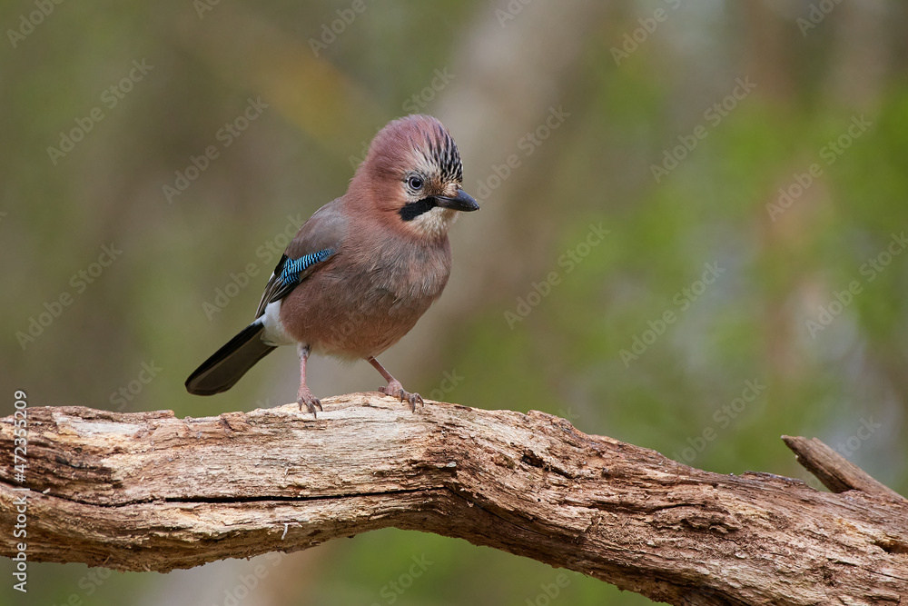 Eurasian jay ,,Garrulus glandarius,, in wild danubian forest, Slovakia, Europe Eurasian jay ,,Garrulus glandarius,, in wild danubian forest, Slovakia, Europe