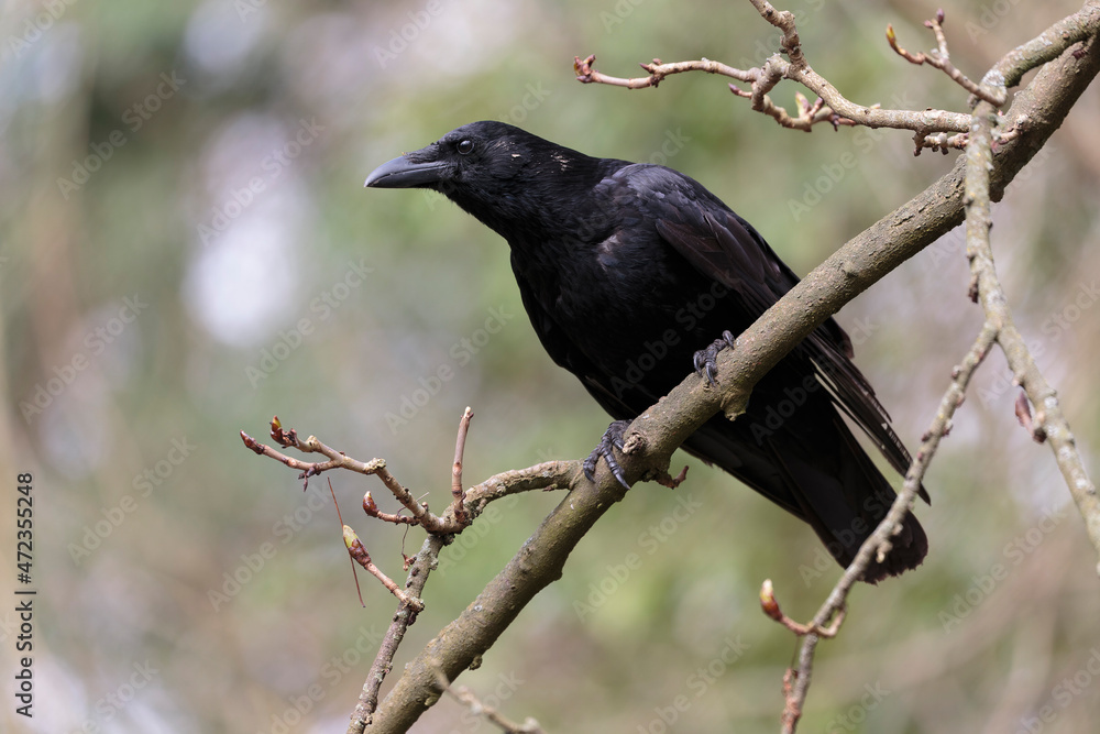 Corvus corone Carrion crow in close view Corvus corone Carrion crow in close view