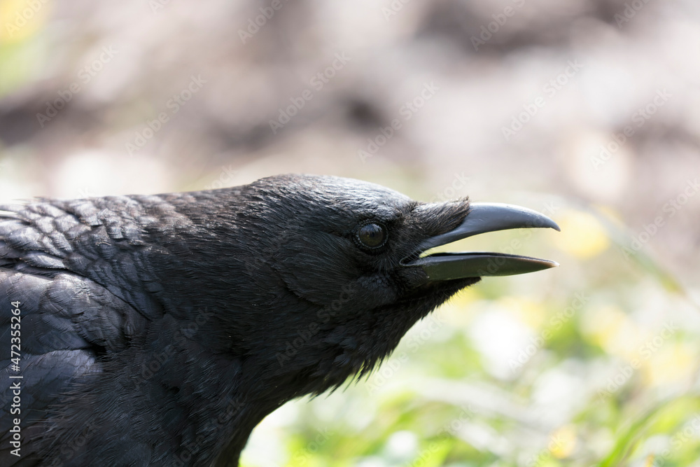 Fototapeta premium Corvus corone Carrion crow in close view