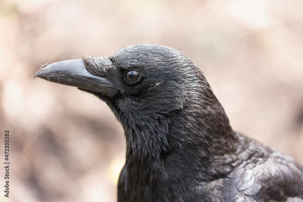 Corvus corone Carrion crow in close view Corvus corone Carrion crow in close view