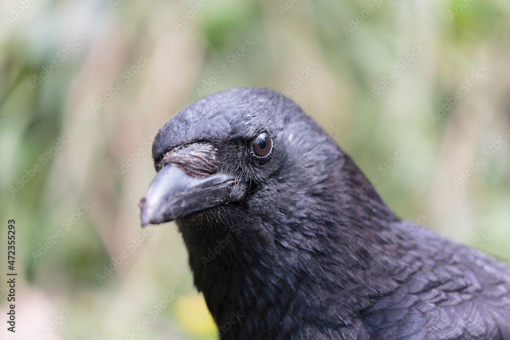 Fototapeta premium Corvus corone Carrion crow in close view