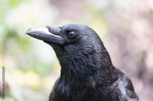 Corvus corone Carrion crow in close view