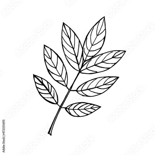 Walnut tree foliage isolated on a white background.Vector illustration in doodle style.