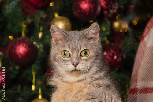 Funny fluffy grey cat of British breed with big green eyes interesting at home against the background of a decorated Christmas tree, merry Christmas,  place for text