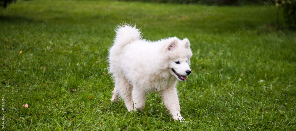 A white fluffy puppy of the Samoyed breed runs on the grass in summer.