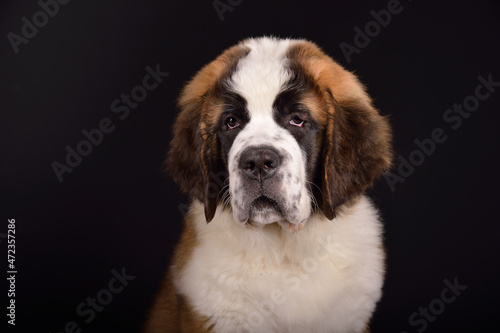 Chiot Saint Bernard sur fond noir