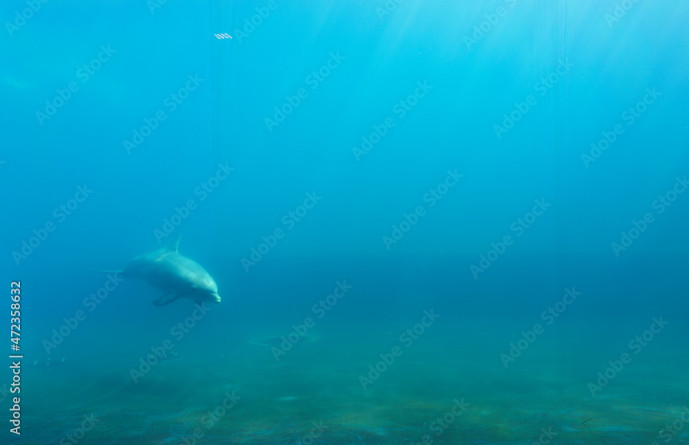Fototapeta premium A beautiful view of the Genoa aquarium