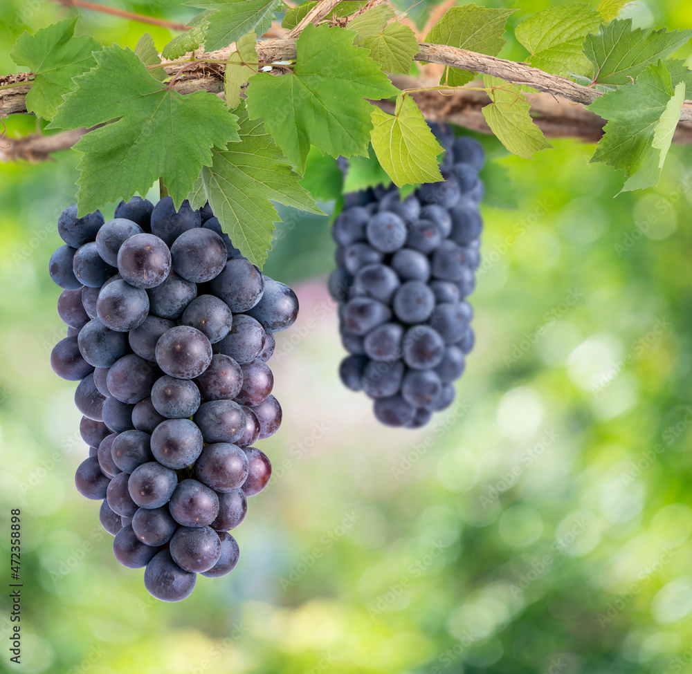 Bunch of Black Wine grape on a branch over green natural garden Blur background, Kyoho Grape with leaves in blur background. Bunch of Black Wine grape on a branch over green natural garden Blur background, Kyoho Grape with leaves in blur background.