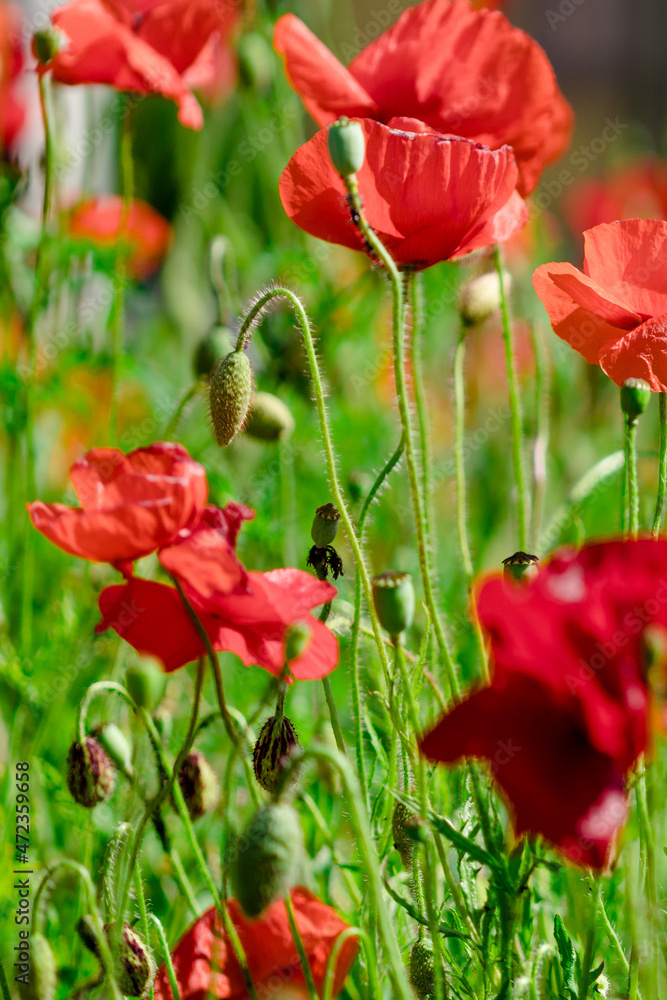 poppy flowers in field poppy flowers in field