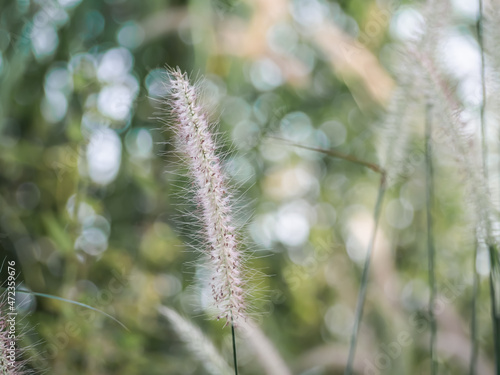 Feather Pennisetum or mission grass flowers meadow on blur bokeh background. free space outdoor nature landscape daytime. autumn or winter season, save environment concept.