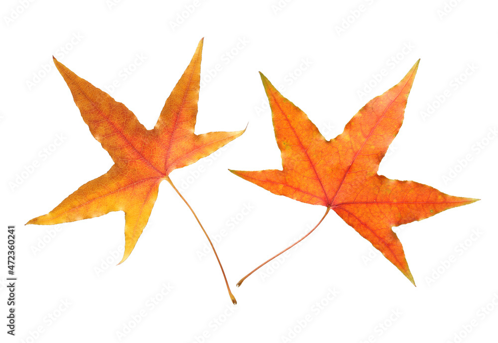 autumn maple-leaf, isolated on a white background autumn maple-leaf, isolated on a white background