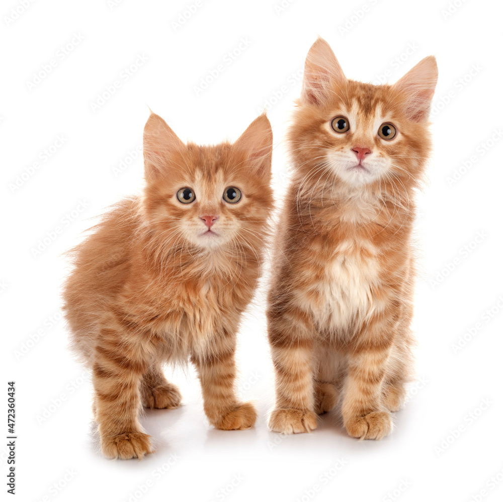 Kurilian Bobtails in studio Kurilian Bobtails in studio