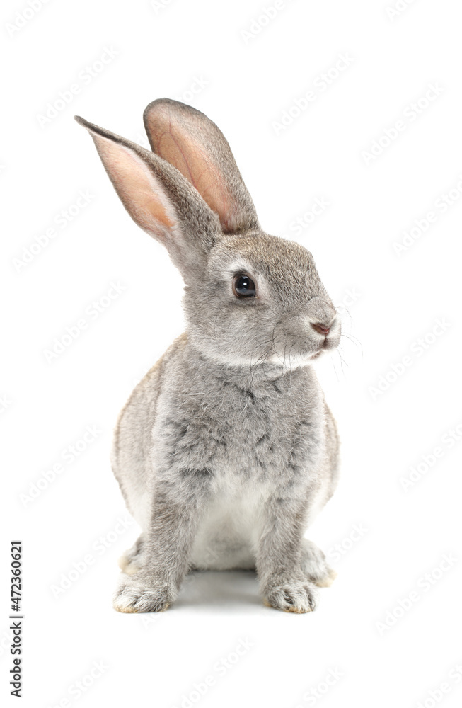 rabbit isolated on white rabbit isolated on white