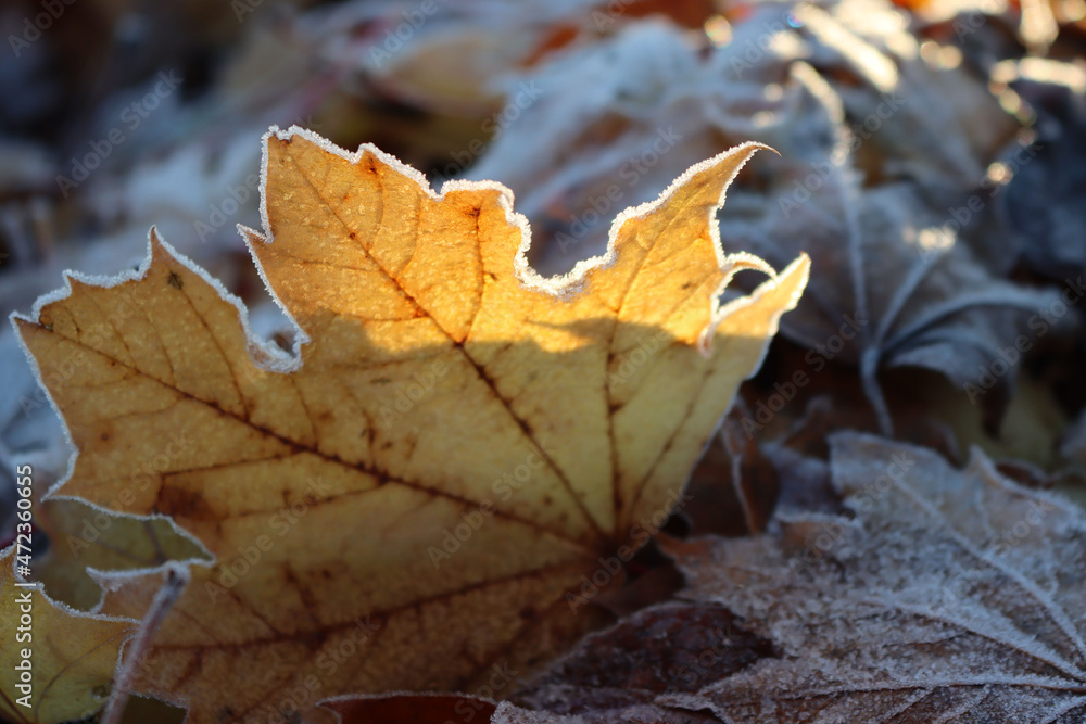Yellow fallen Maple tree leaf against sunlight covered by frost on winter season in the garden. Acer Yellow fallen Maple tree leaf against sunlight covered by frost on winter season in the garden. Acer