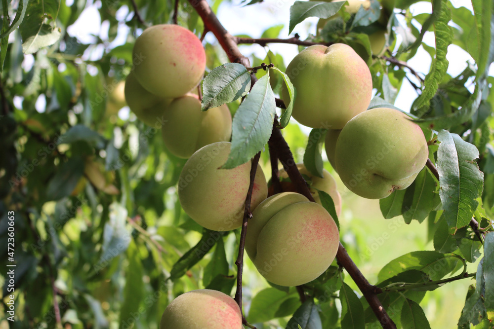 Close-up of ripe Peach fruits on branches on late summer. Peach tree or Prunus persica