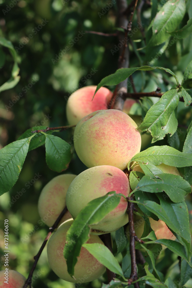 Close-up of ripe Peach fruits on branches under sunlight. Peach tree or Prunus persica with many beautiful fruits Close-up of ripe Peach fruits on branches under sunlight. Peach tree or Prunus persica with many beautiful fruits