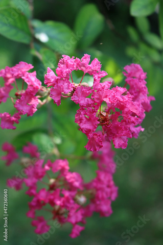 Close-up of Lagerstroemia indica tree pink flowers on branches. Lagerstroemia also called Crape myrtle in bloom in the garden