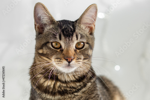 Fototapeta Naklejka Na Ścianę i Meble -  Portrait of tricolor cat lying on white surface looking at camera on the white background with blurred lights