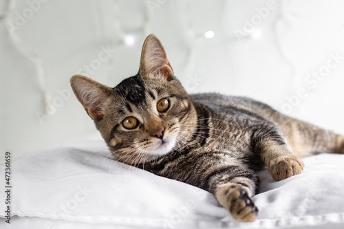 Portrait of tricolor cat lying on white surface looking at camera on the white background with blurred lights