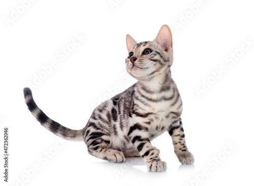 bengal kitten in studio