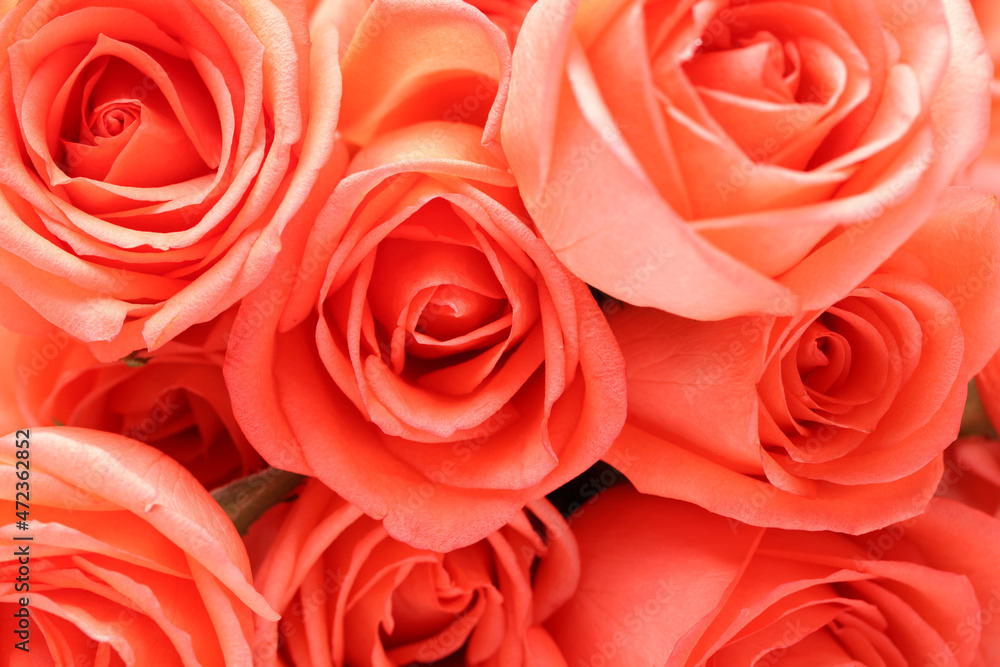 Bunch of red roses in close up, selective focus on center Bunch of red roses in close up, selective focus on center