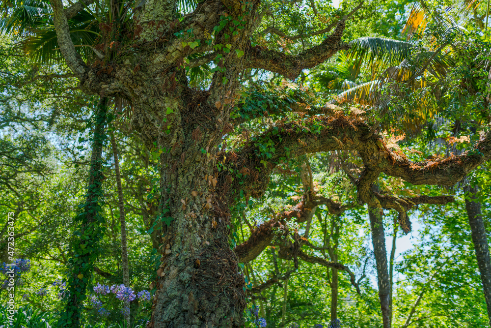 Fototapeta premium tree in the forest