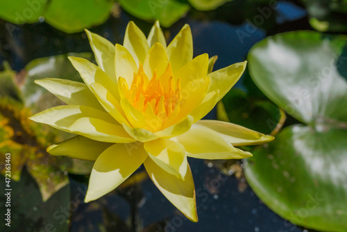 yellow water lily