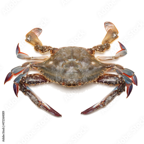 Blue swimmer crab on white background