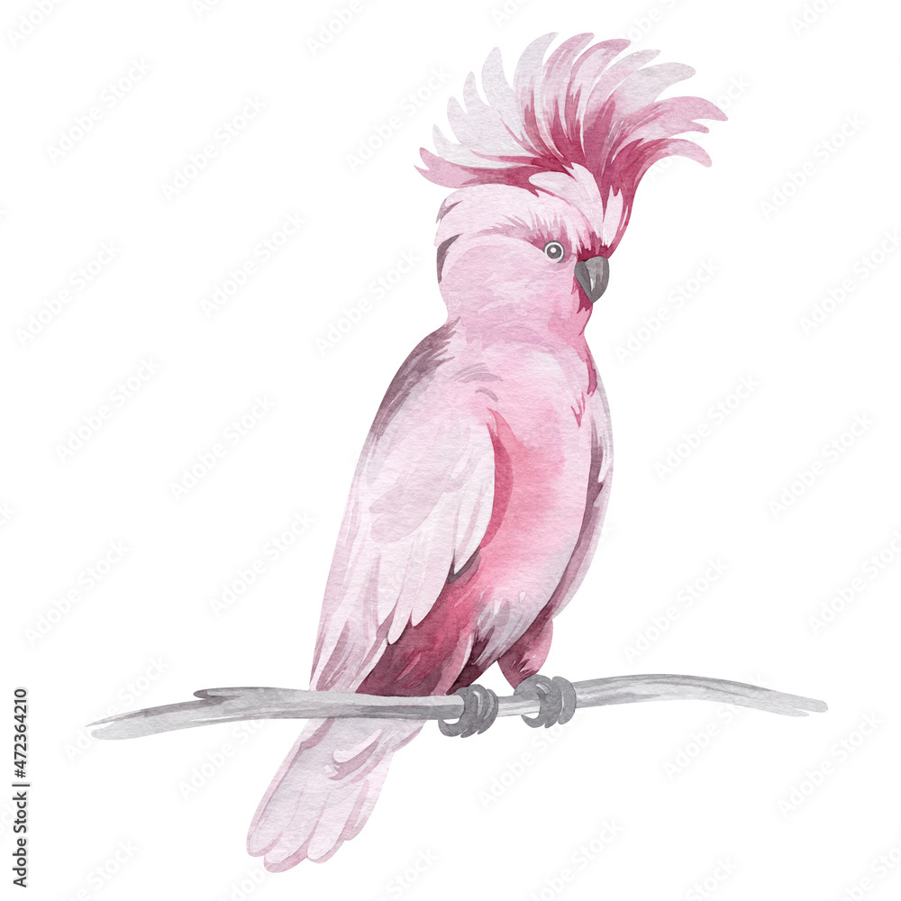Fototapeta premium watercolor illustration. Wild Australian animals and birds.