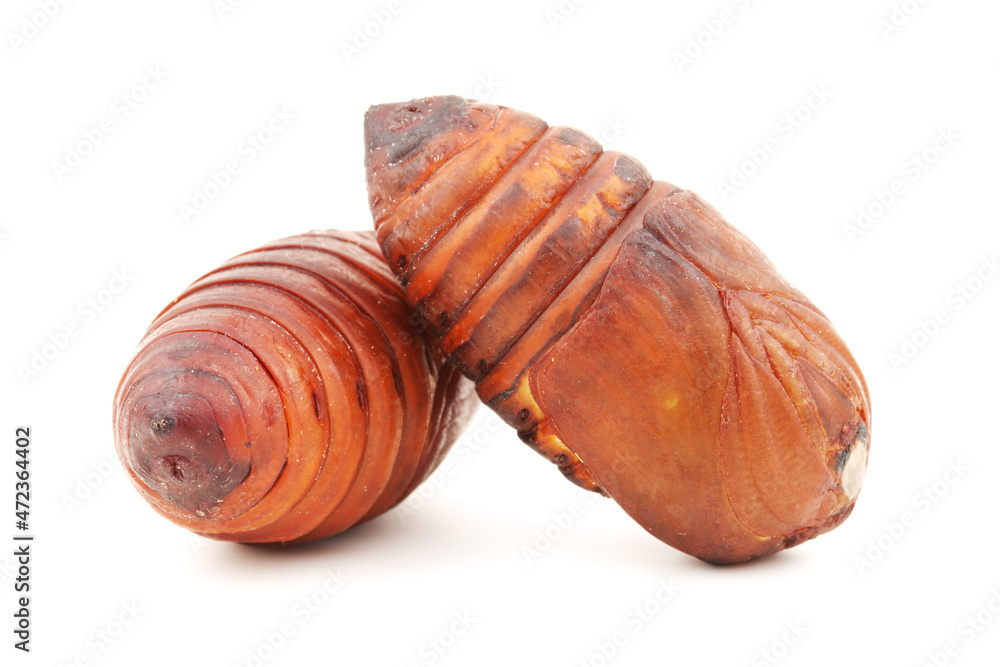chrysalis silkworm ,silk worm cocoon on white background chrysalis silkworm ,silk worm cocoon on white background