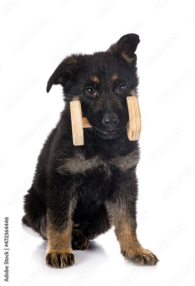 Fototapeta premium puppy german shepherd