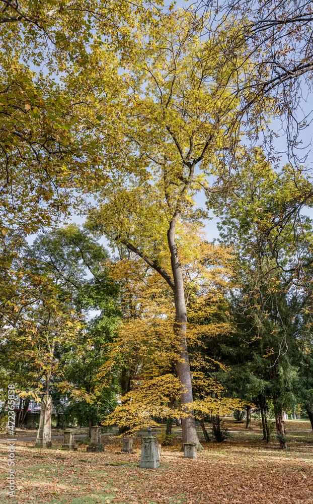 tombstones under tall fall tree in burial-ground in city center, Stuttgart tombstones under tall fall tree in burial-ground in city center, Stuttgart