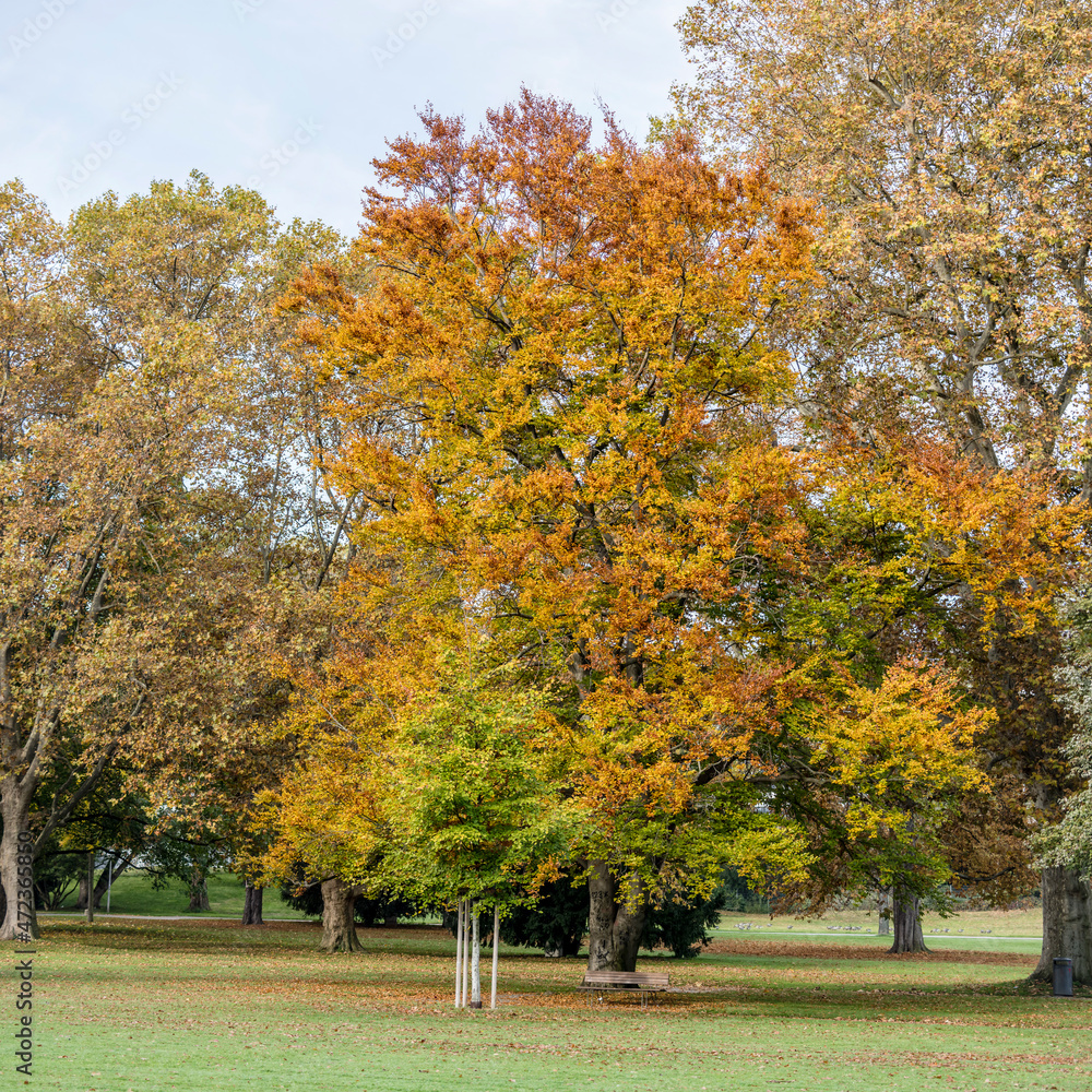 colorful fall foliage at Castle park, Stuttgart