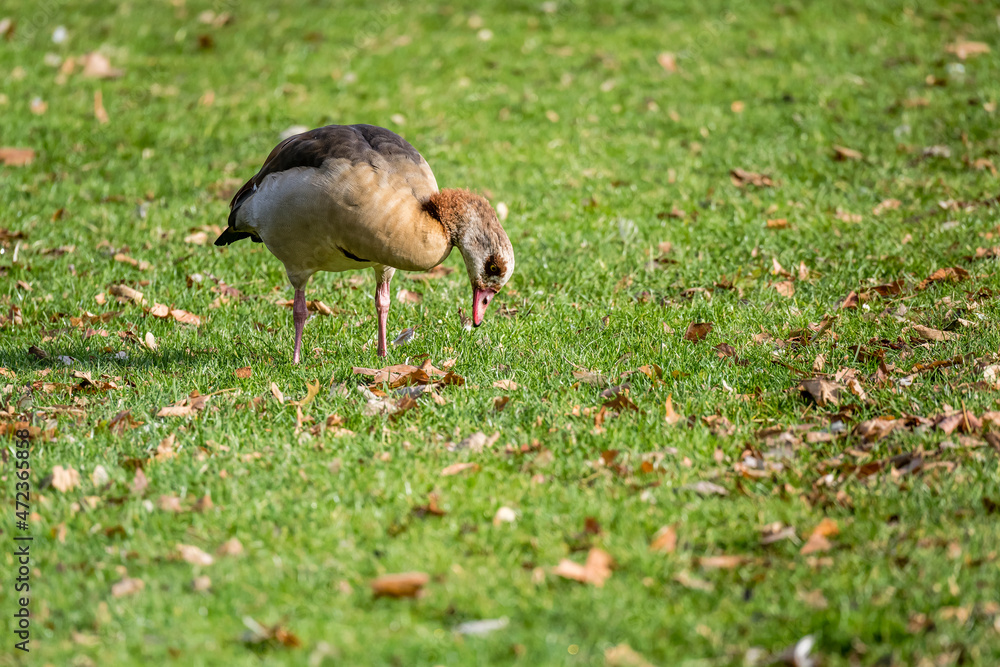 duck on grass near Eckensee lake at Castle park, Stuttgart duck on grass near Eckensee lake at Castle park, Stuttgart