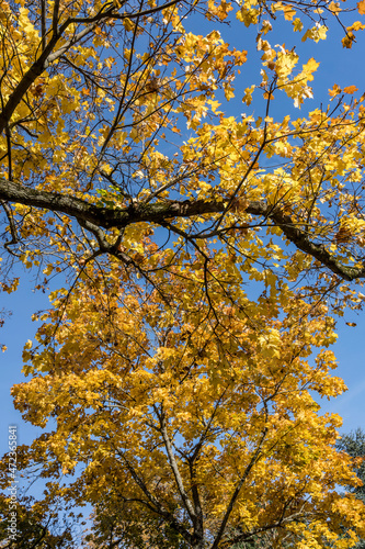 yellow fall foliage and bright sky, Stuttgart