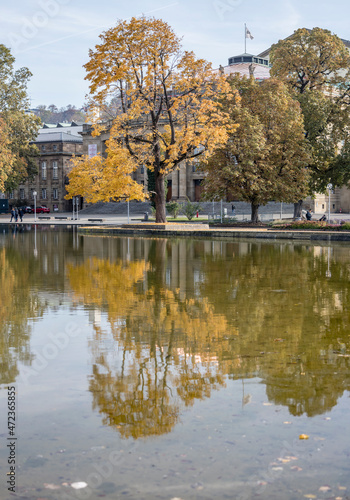 big tree with fall foliage reflects in lake at Castle park, Stuttgart