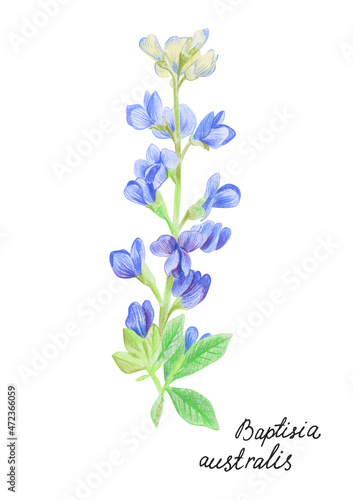blue flowers on white background
