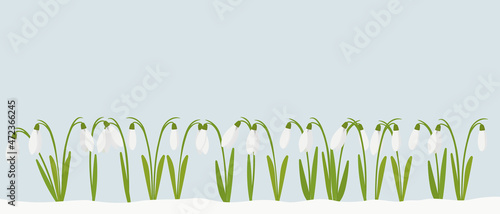 Snowdrops are the first spring flowers to bloom in March or April. Flat vector cartoon drawing for creating an Easter card or flyer with place for text.