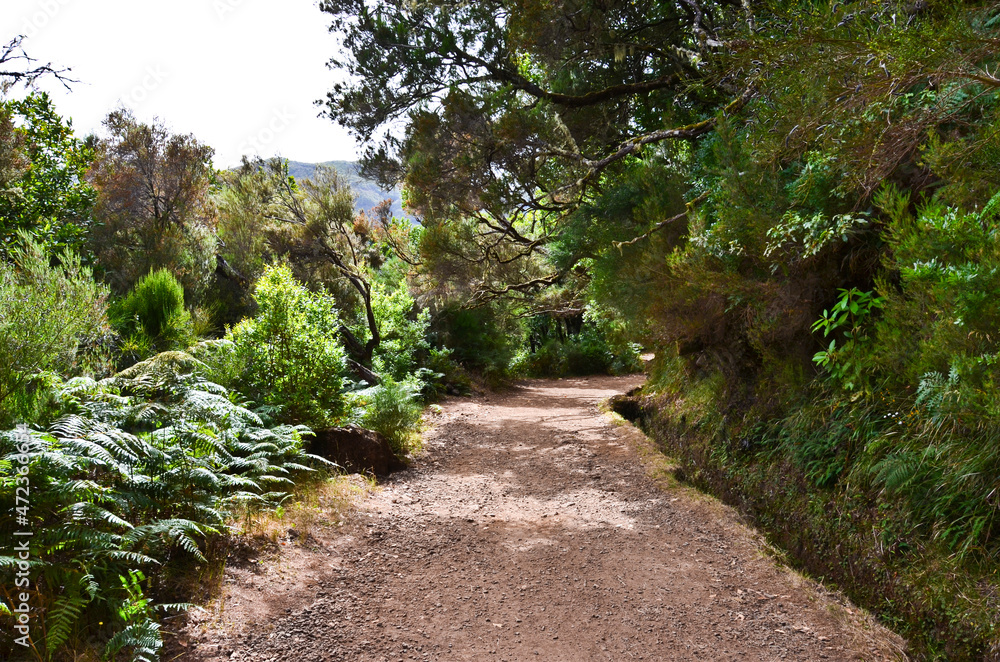 A lovely sandy trail somewhere in the forests of Madeira A lovely sandy trail somewhere in the forests of Madeira