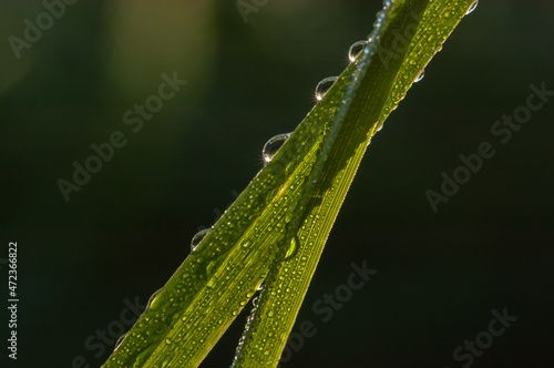 Dew drops on the grass on a cool spring morning.