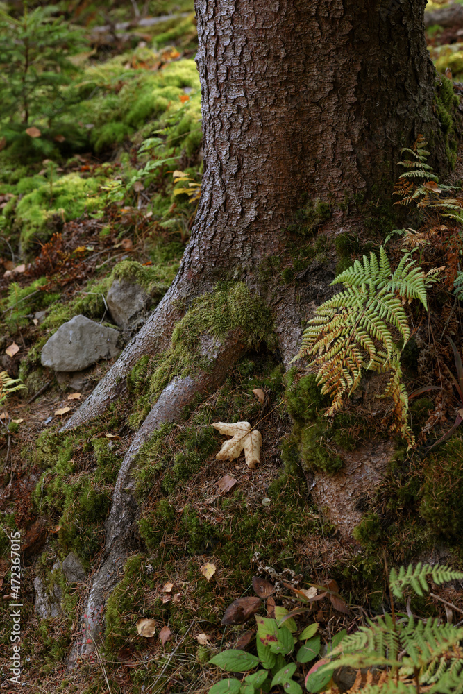 Tree roots overgrown with beautiful green moss in forest