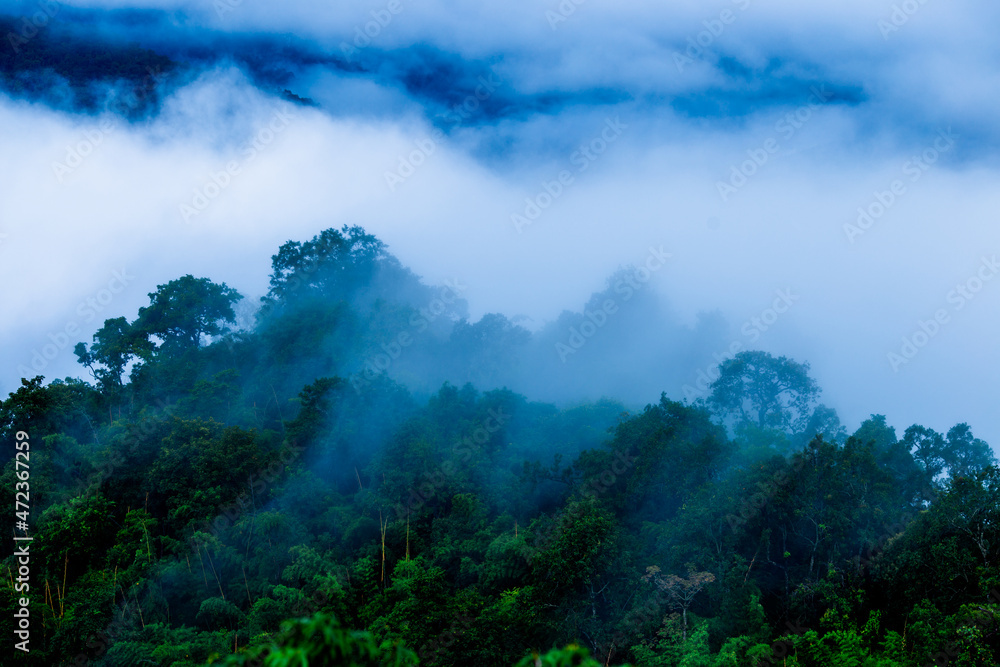 Natural blurred background of fog scattered among trees in the morning, with soft sunlight from the sun, seasonal beauty. Natural blurred background of fog scattered among trees in the morning, with soft sunlight from the sun, seasonal beauty.