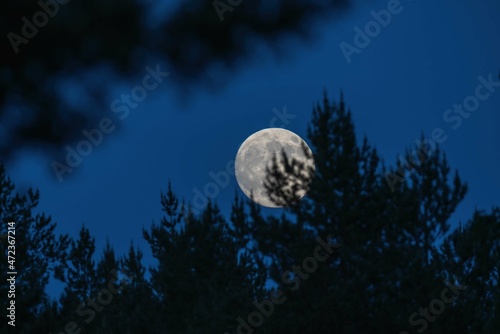 Moon and forest on the background of the twilight sky